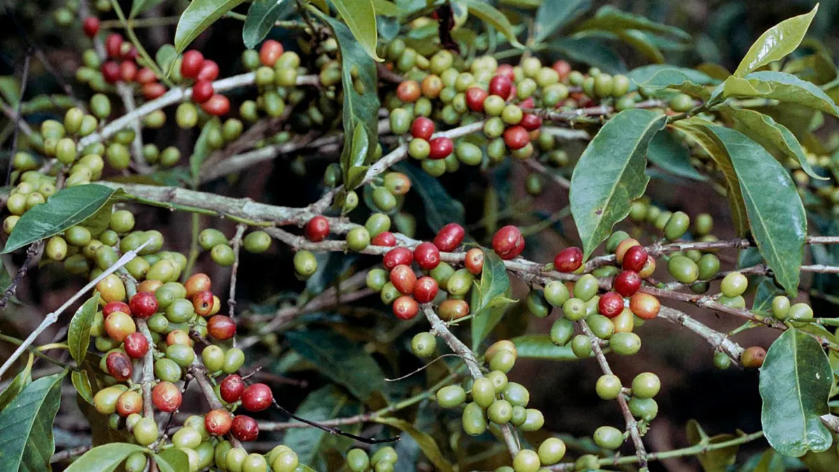 Arabica Coffee